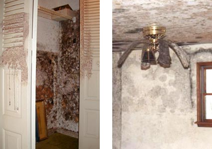 Mold damage